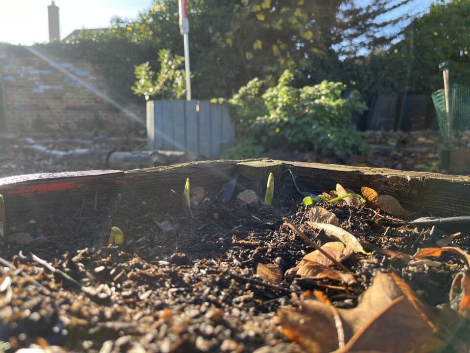 Green shoots emerging from soil in low winter sunlight