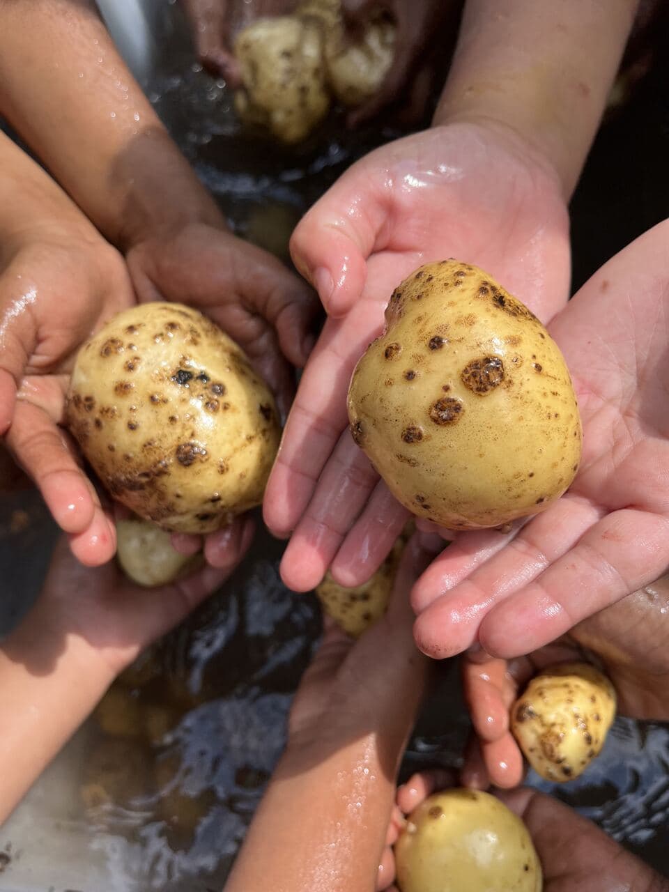 Children holding freshly washed potatoes in their hands