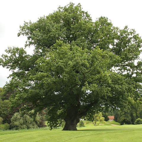 An oak tree for the class to look at together