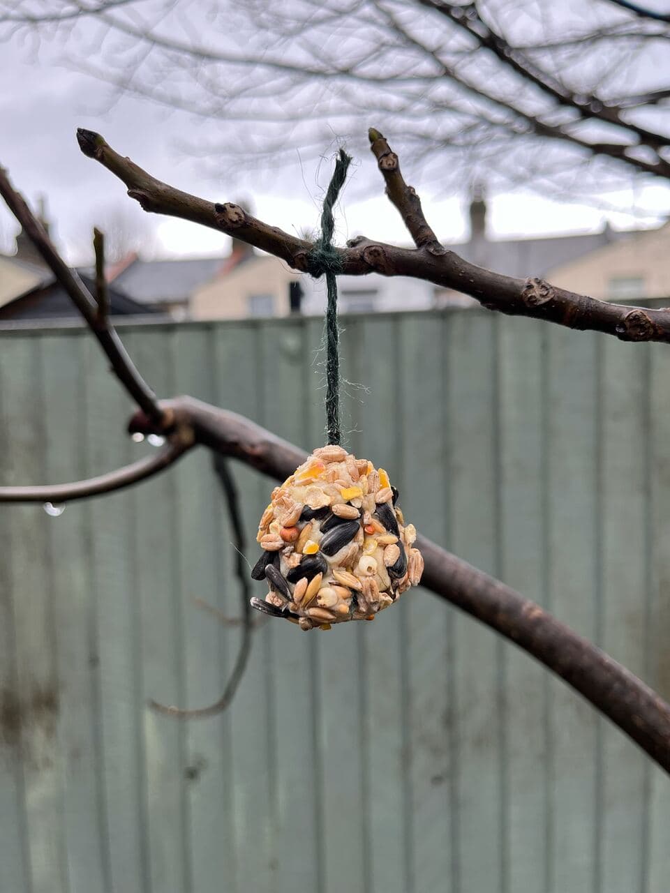 A seed feeder hanging from a branch